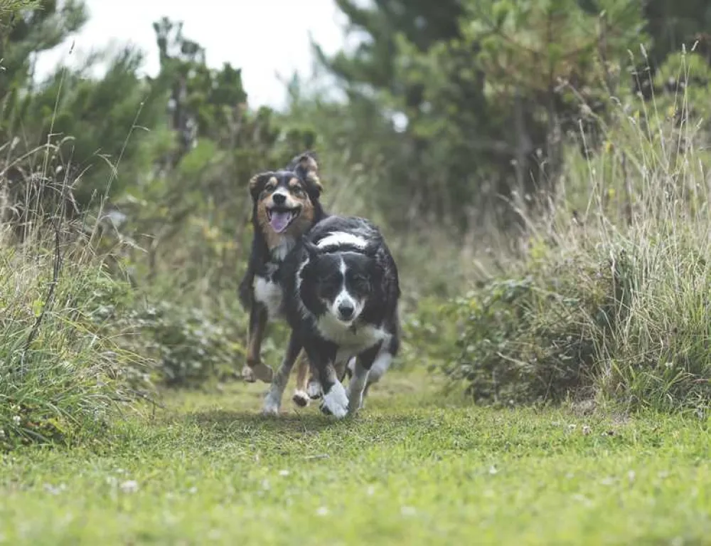 Trevornick Holiday Park