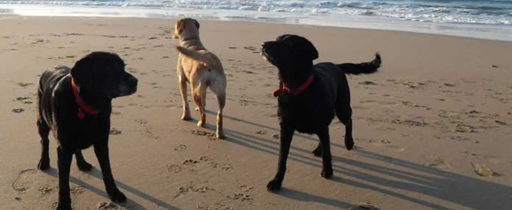 Trevornick Holiday Park