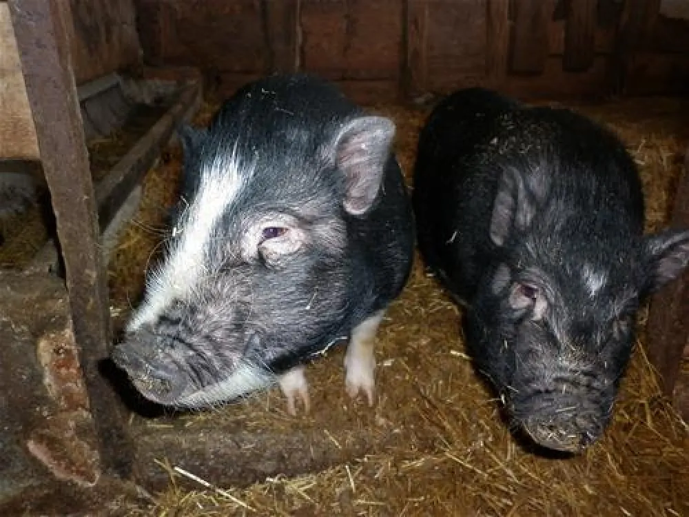 Fjand Camping & Feriecenter