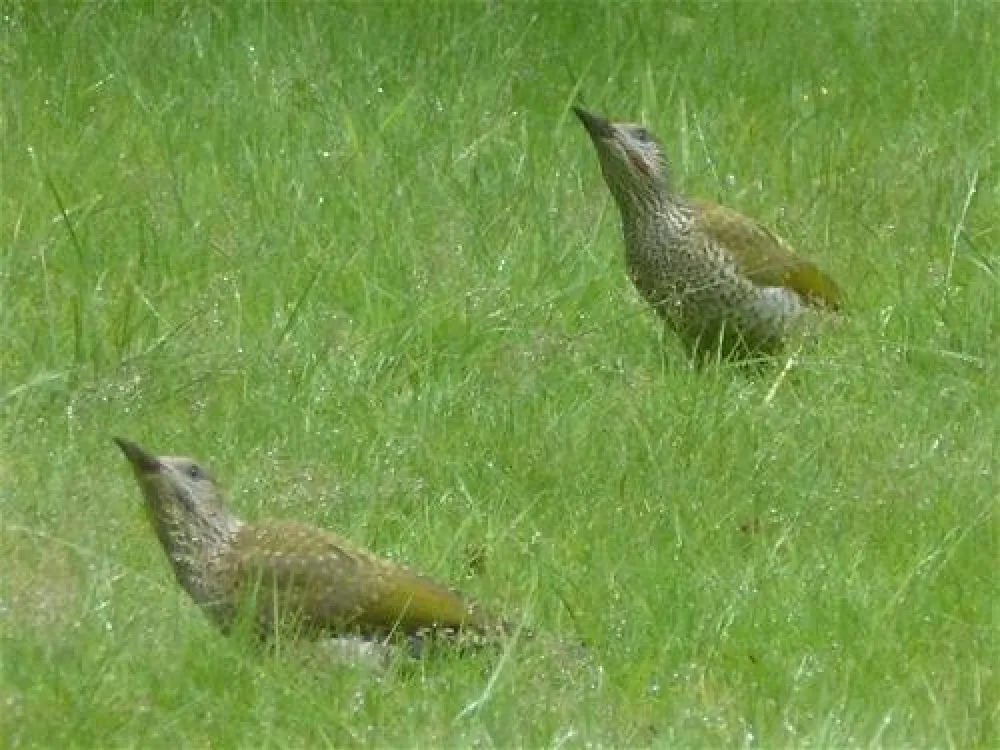 Gundrys Farm Campsite
