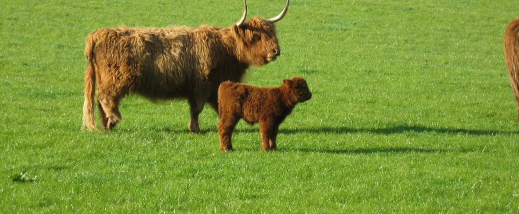 Minicamping De Kemminckhorst