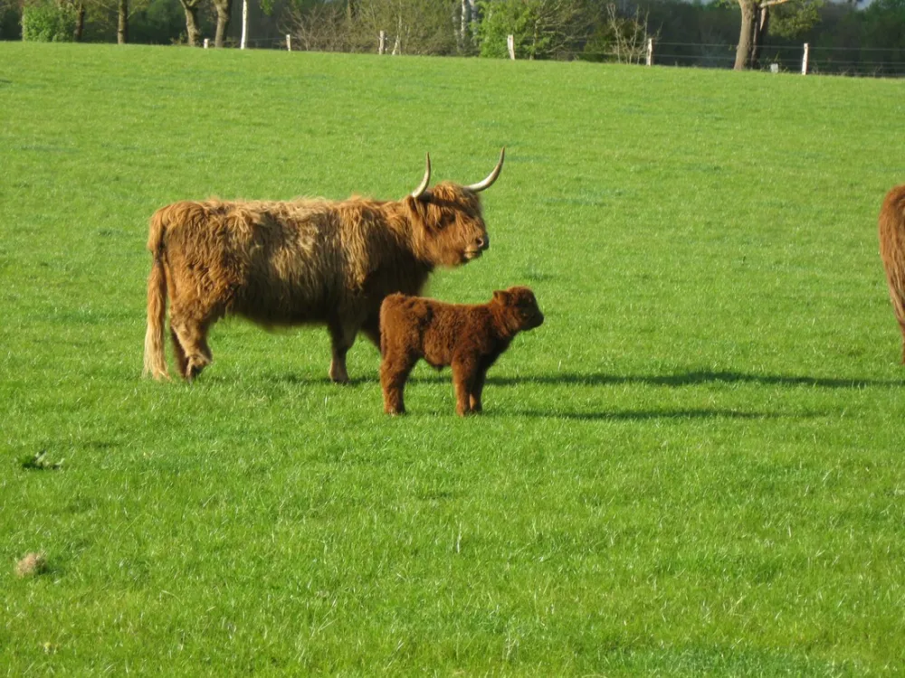 Minicamping De Kemminckhorst