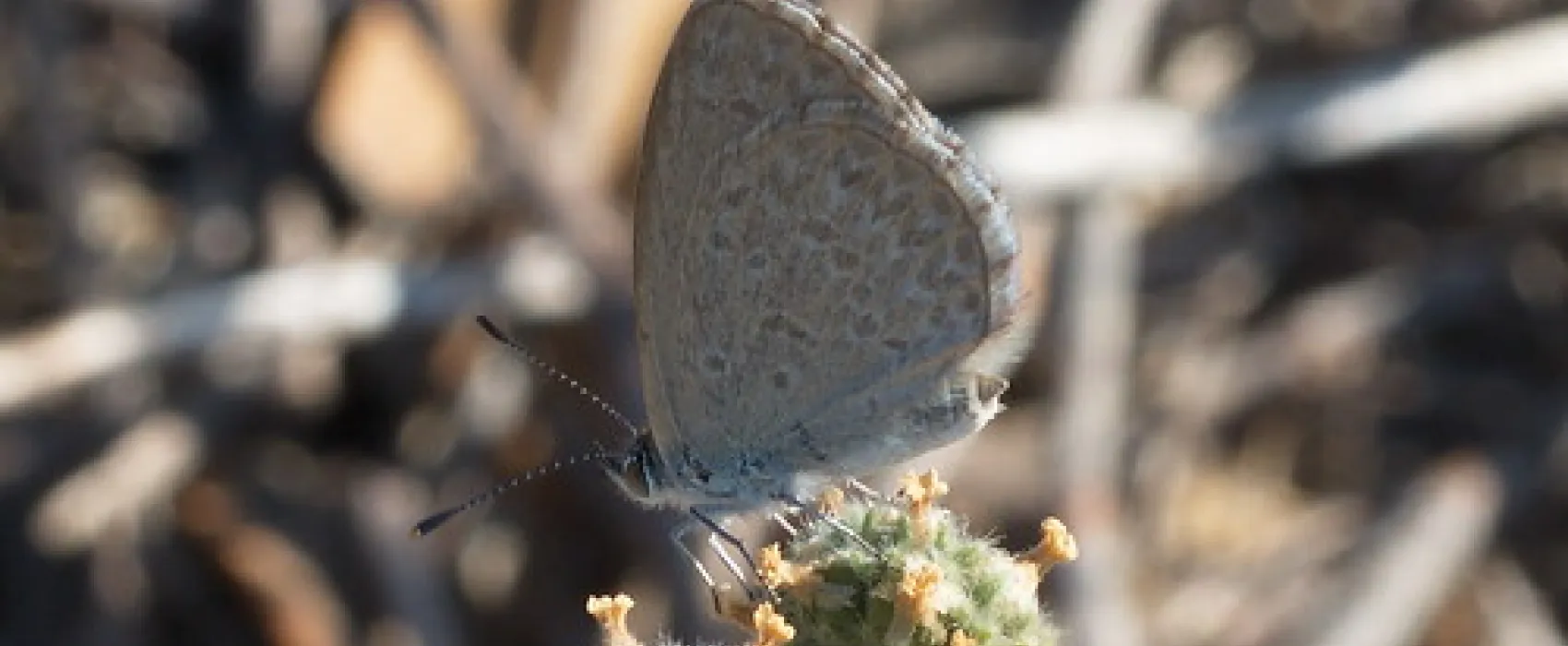 Gunbower Island Campground