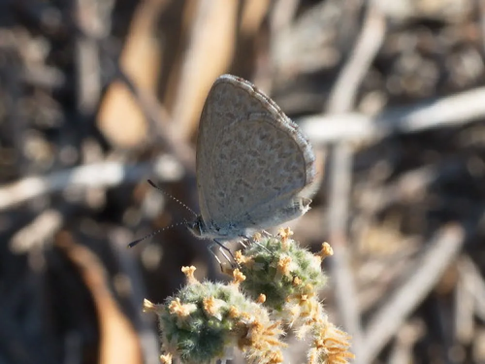 Gunbower Island Campground