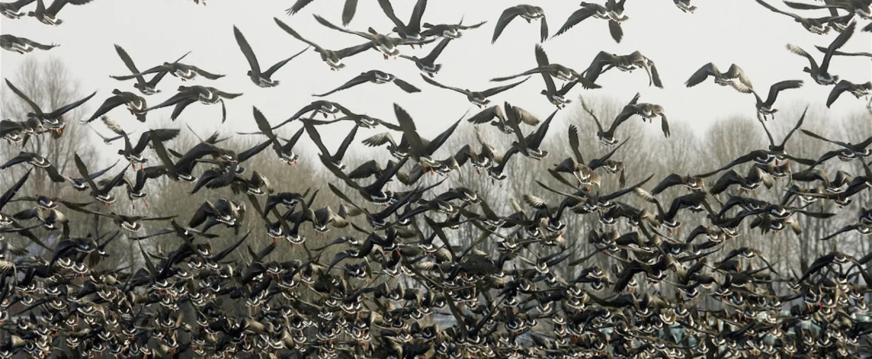 Minicamping De Klompen