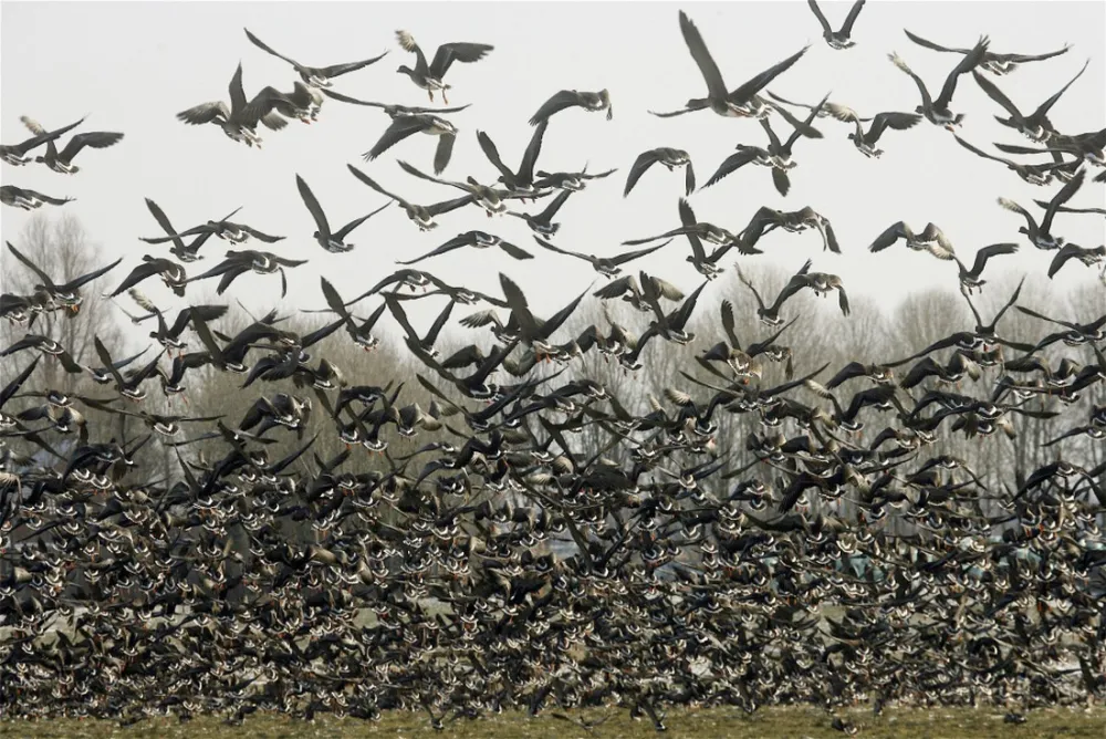 Minicamping De Klompen