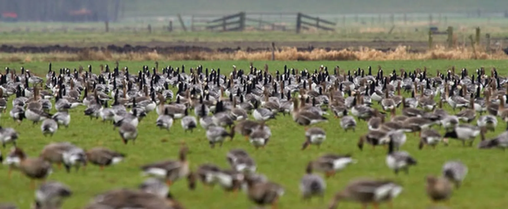 Minicamping De Klompen