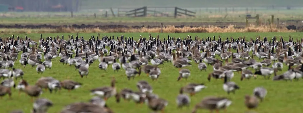 Minicamping De Klompen