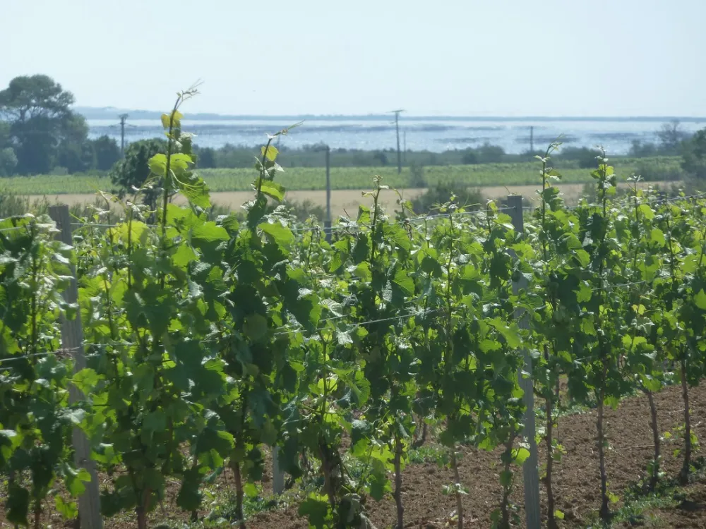 Aire Naturelle Villemarin