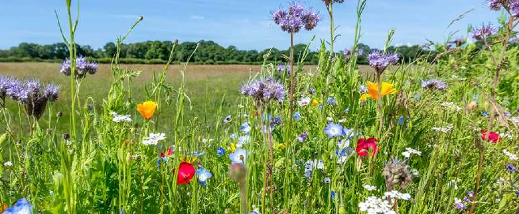 Sandyholme Holiday Park