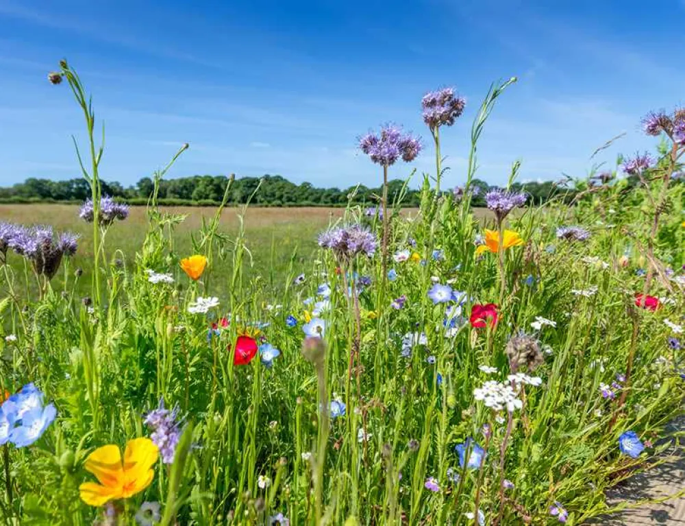 Sandyholme Holiday Park