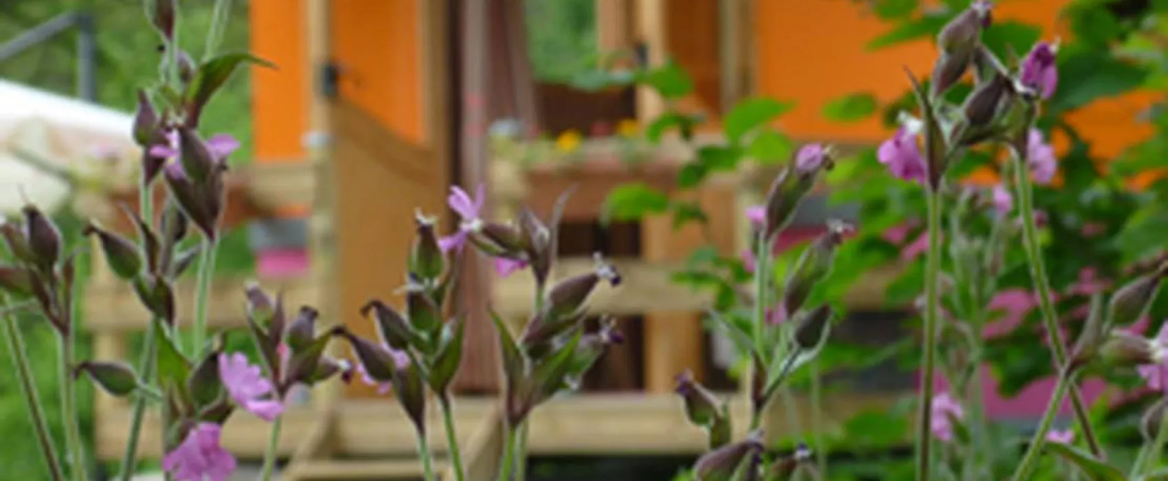 Les Ânes de Vassivière