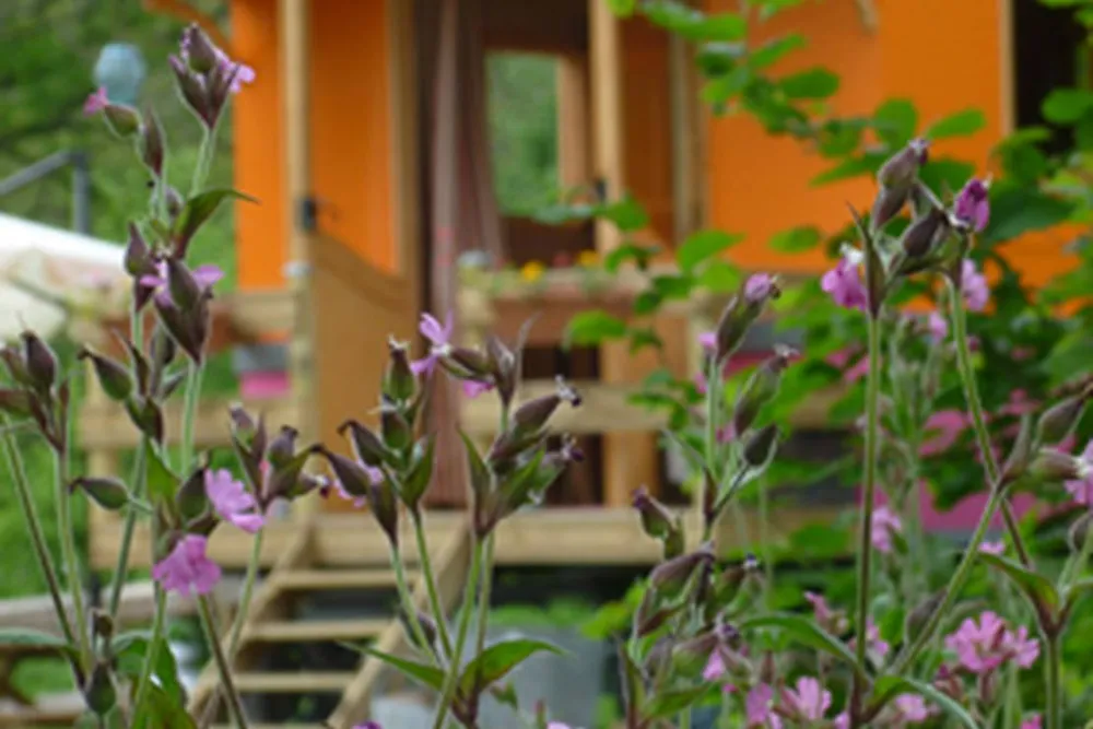 Les Ânes de Vassivière