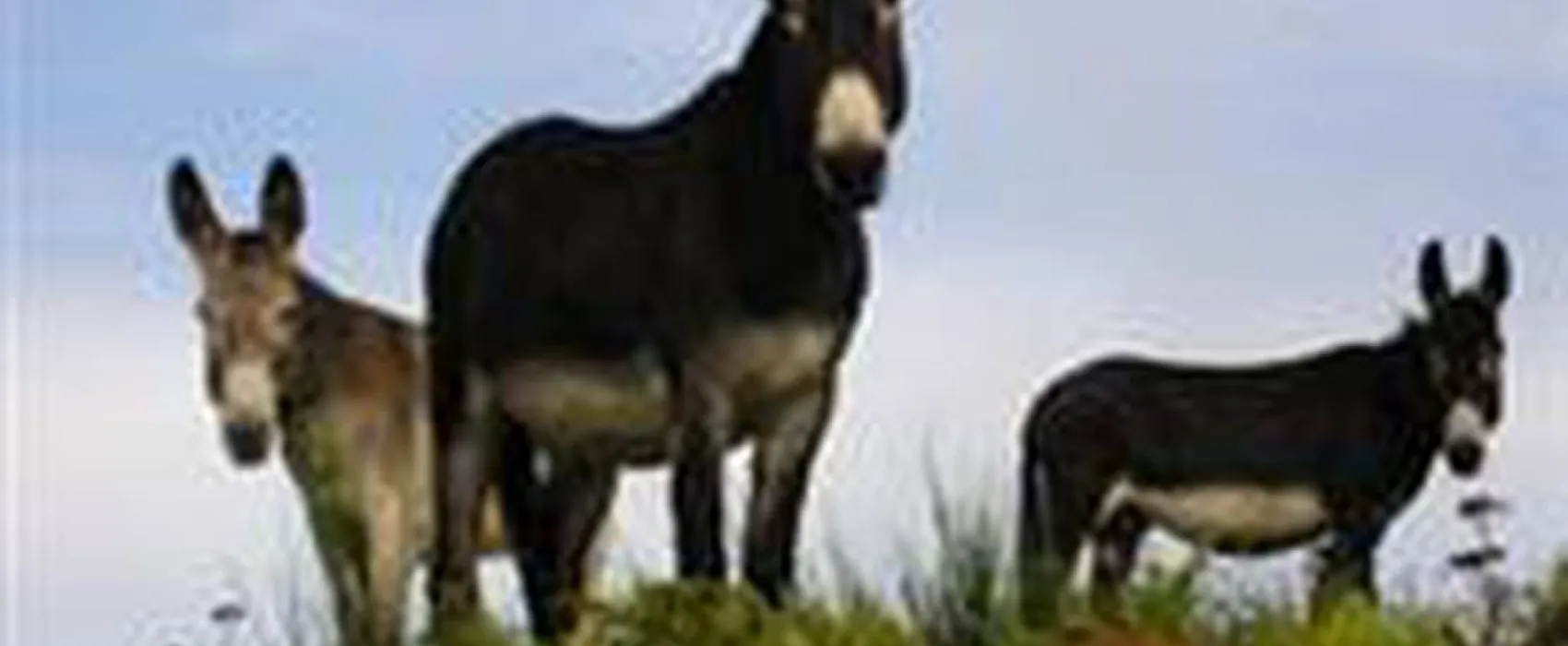 Les Ânes de Vassivière