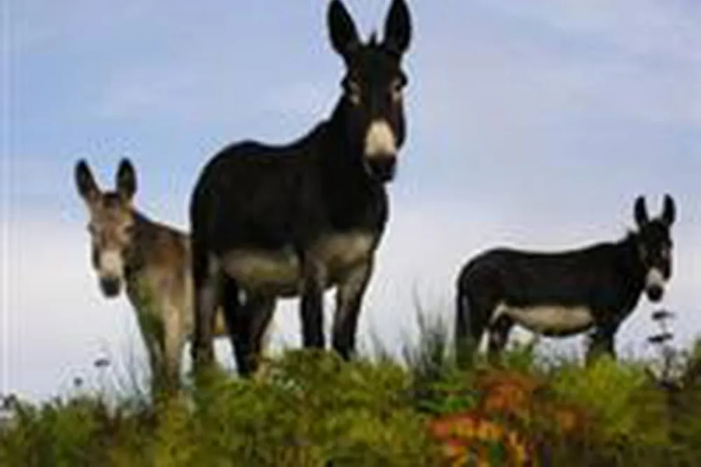 Les Ânes de Vassivière