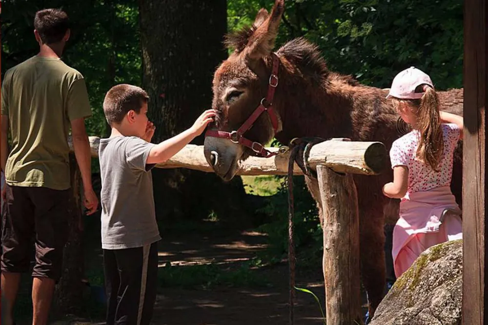 Les Ânes de Vassivière