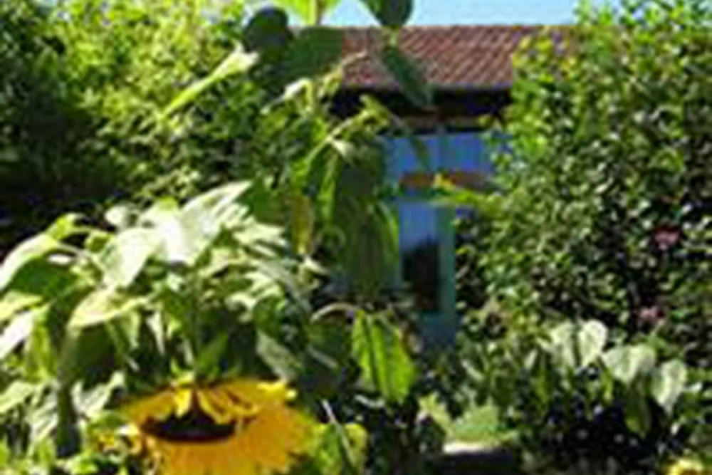 Les Ânes de Vassivière