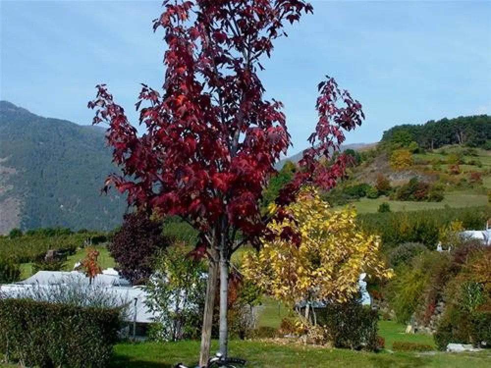 Camping Gloria Vallis