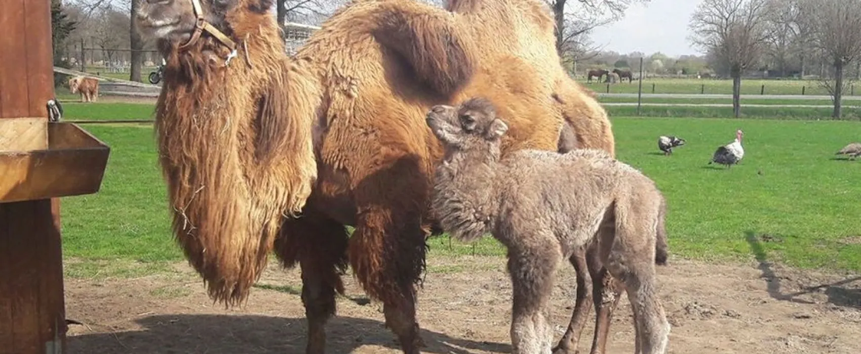 Camping Nieuw Schooneng