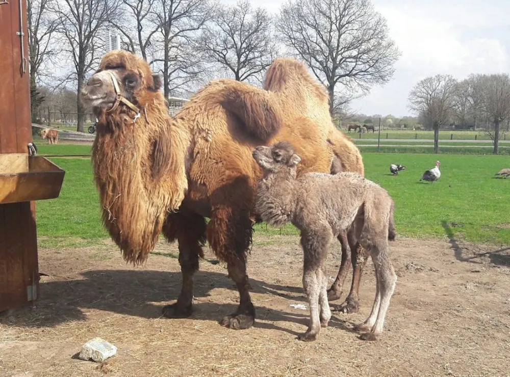 Camping Nieuw Schooneng