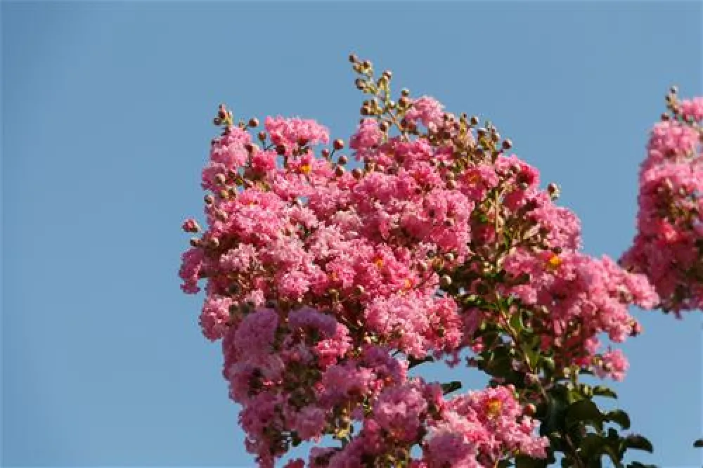 Camping Enzo Stella Maris