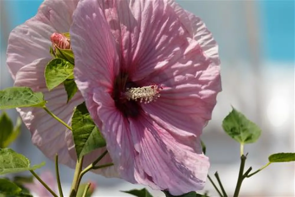 Camping Enzo Stella Maris