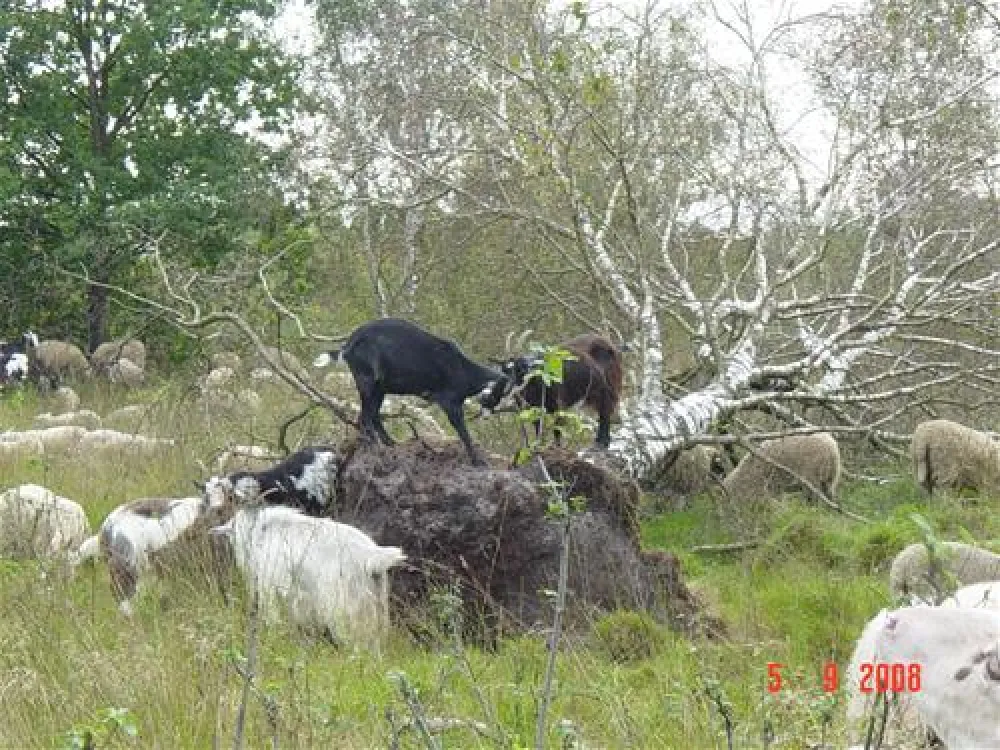 Camping De Veldscholte