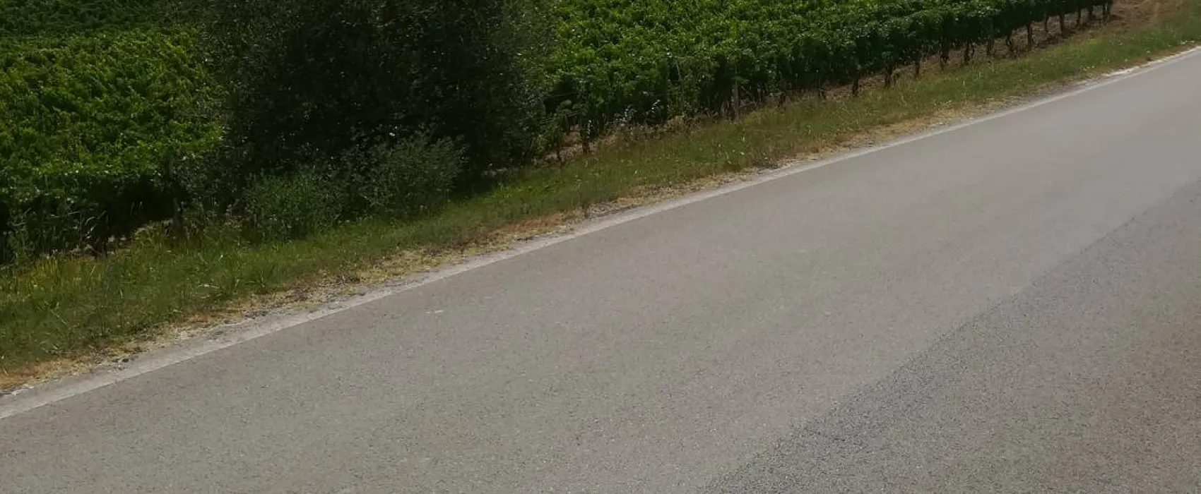 AGRICAMPING POGGIO AI PINI