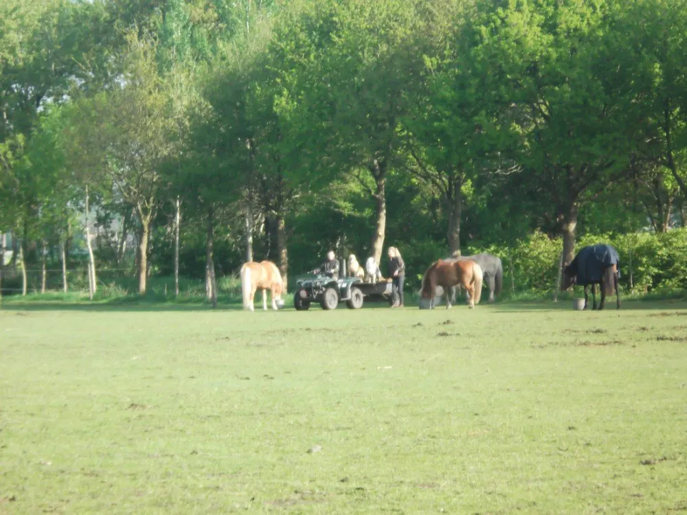 Natuurkampeerterrein 't Beekdal