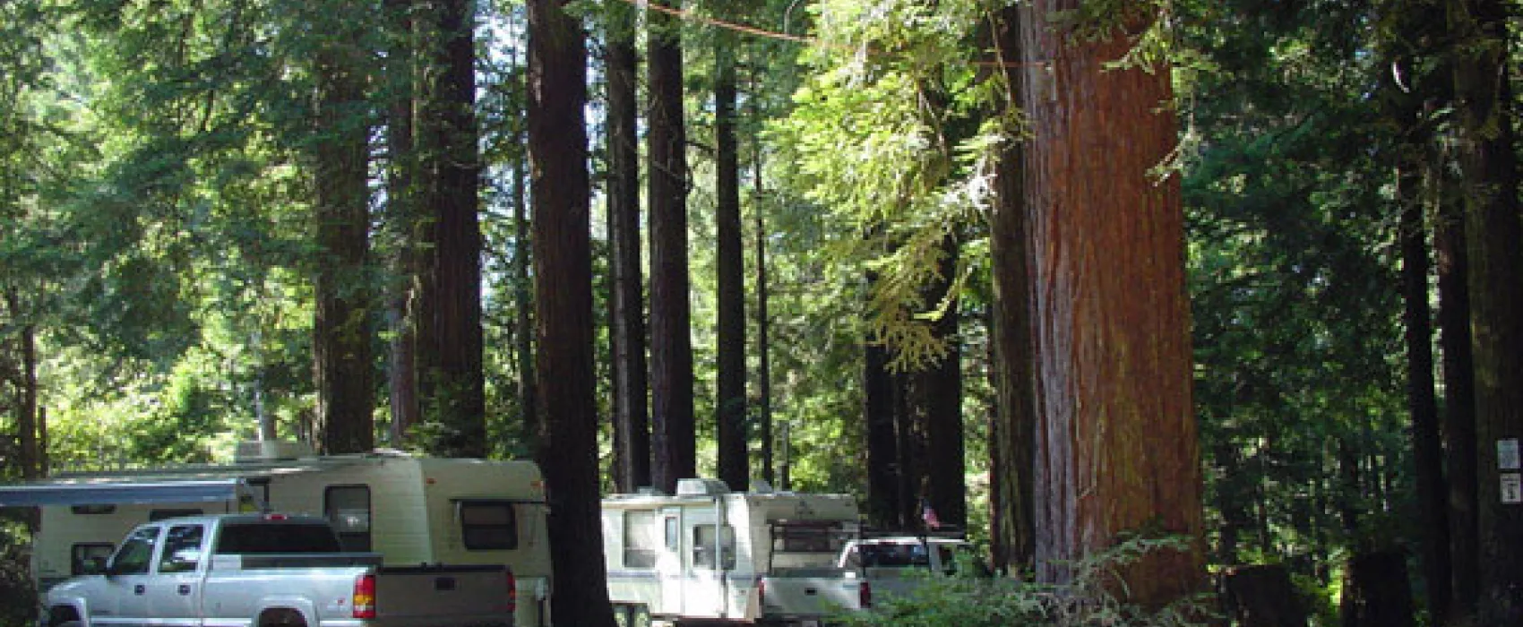 The Emerald Forest of Trinidad