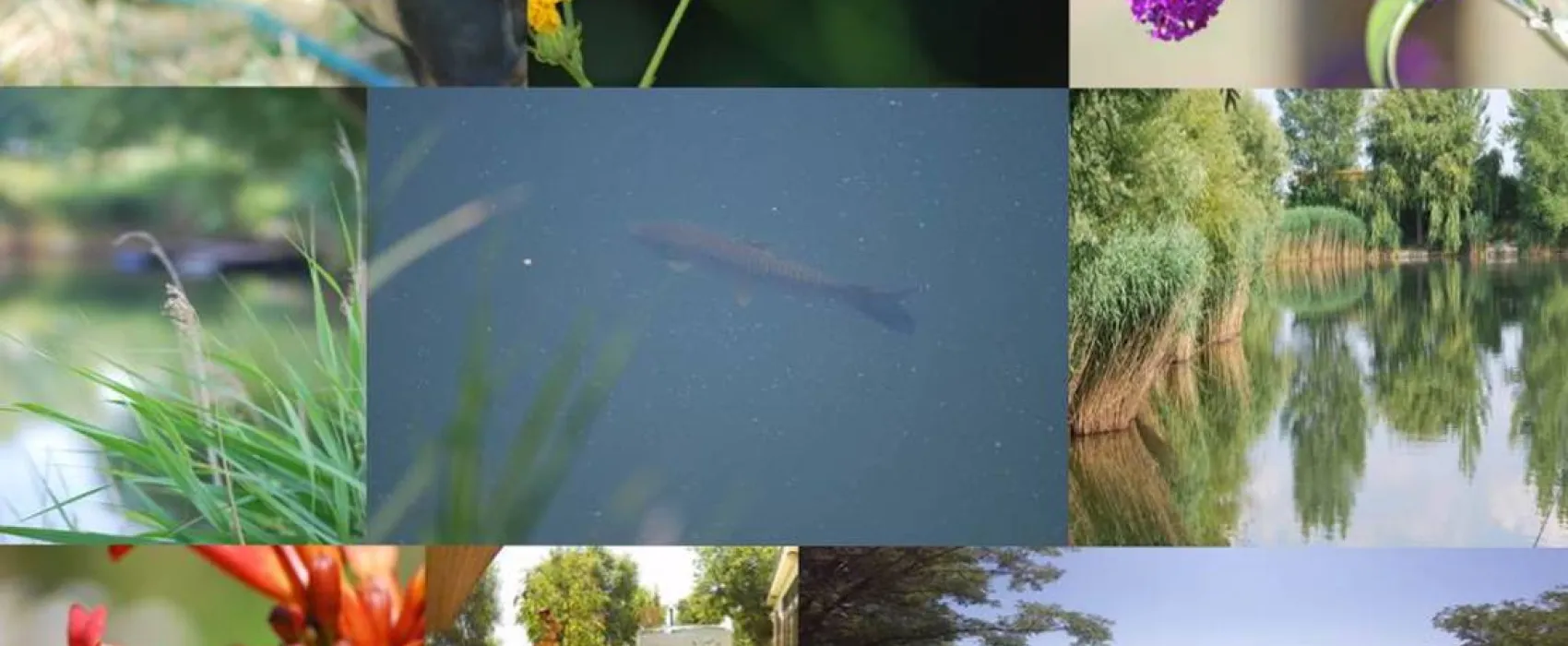 Camping-Eldorado Beled Kft