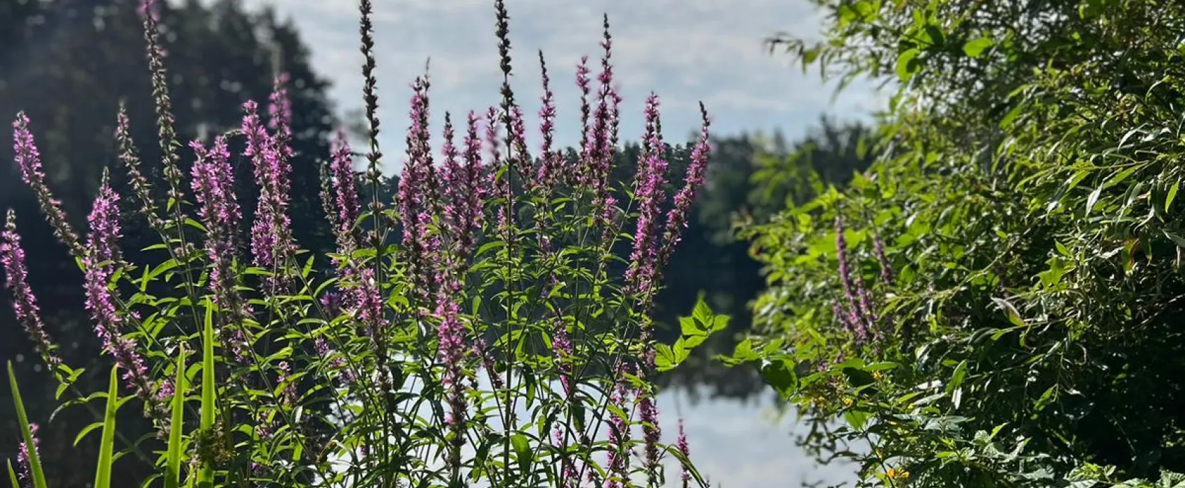 Hammersee Camping Bodenwöhr