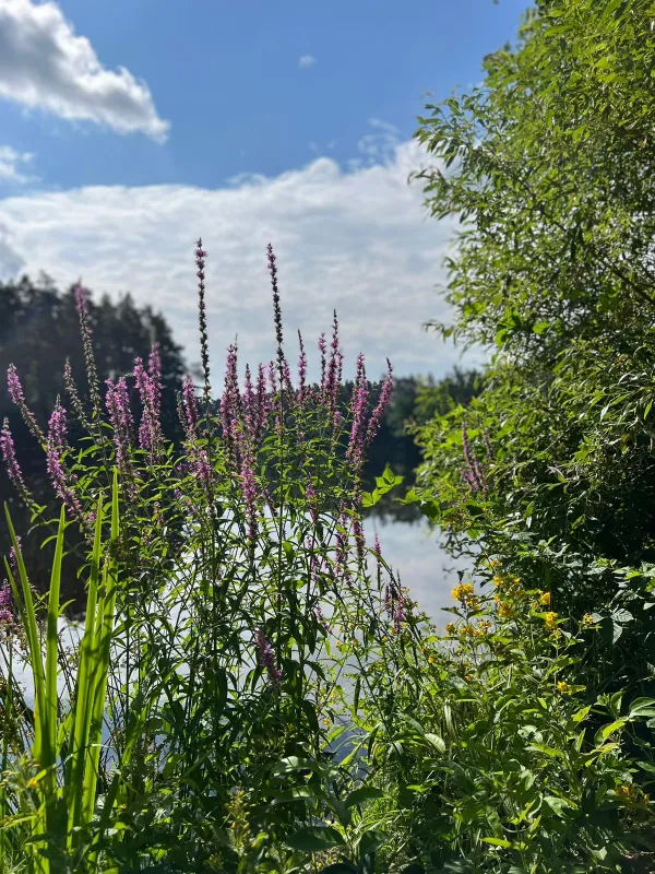 Hammersee Camping Bodenwöhr