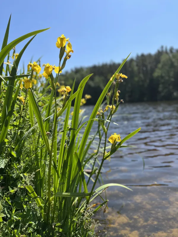 Hammersee Camping Bodenwöhr