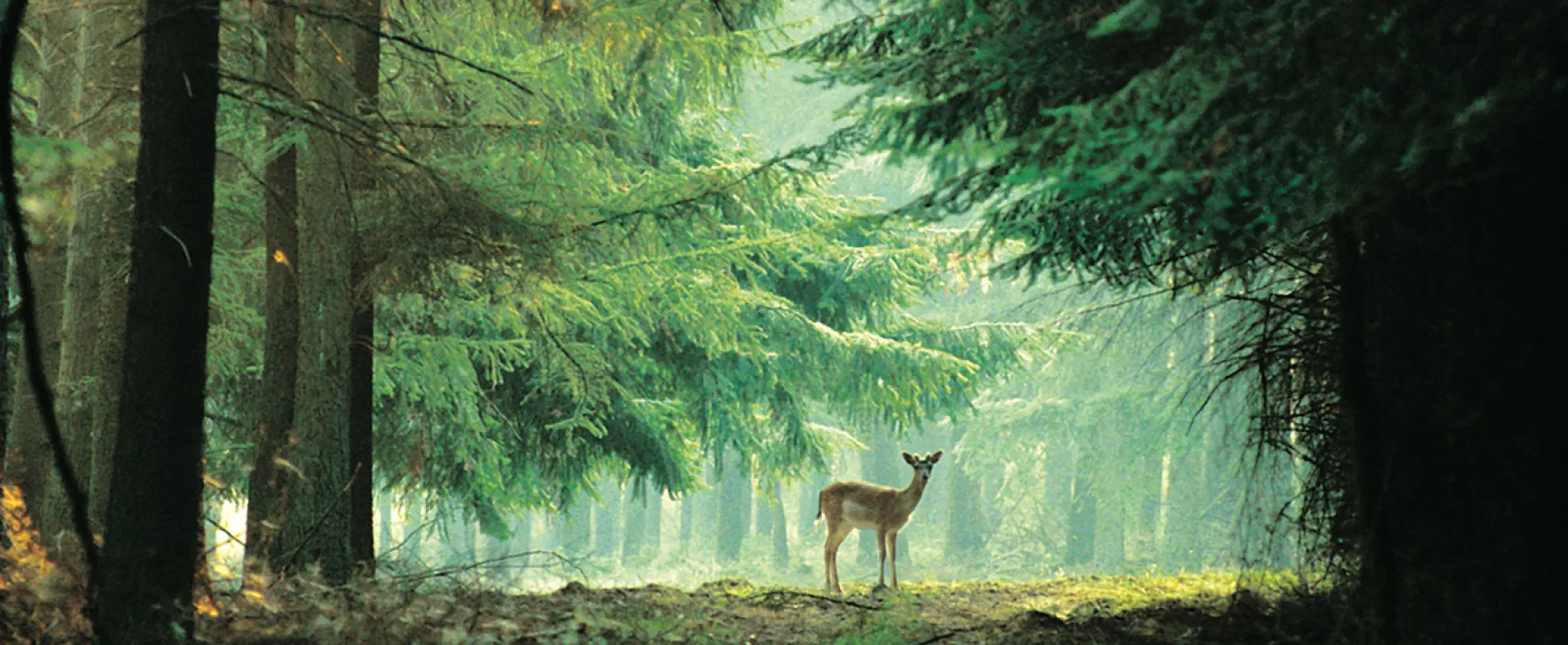 Landgoedcamping Westerwolde