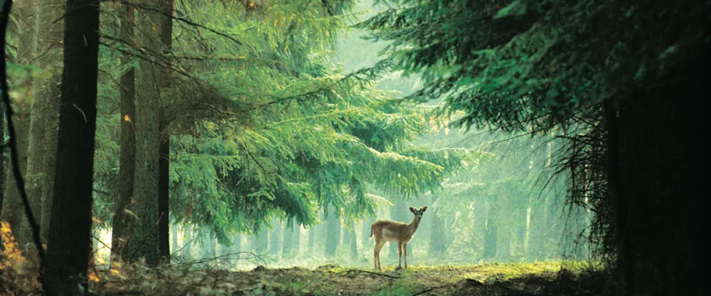 Landgoedcamping Westerwolde