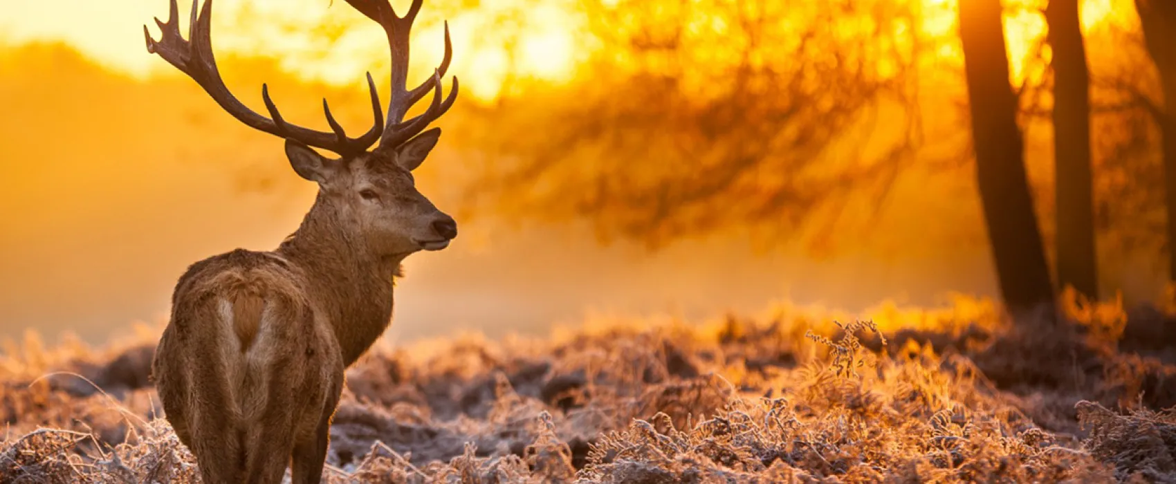 Landgoedcamping Westerwolde