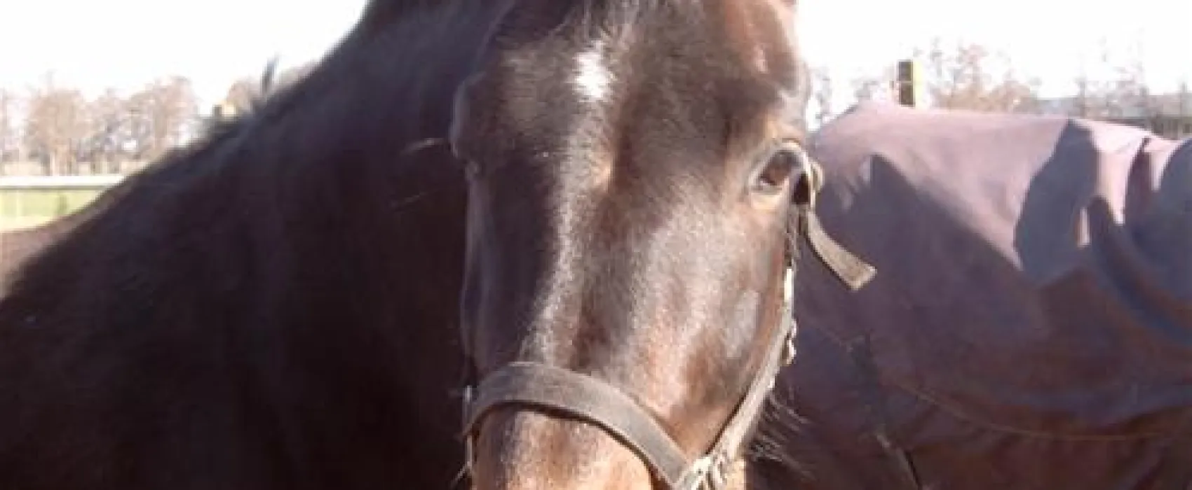 Minicamping de Wolvenhoeve