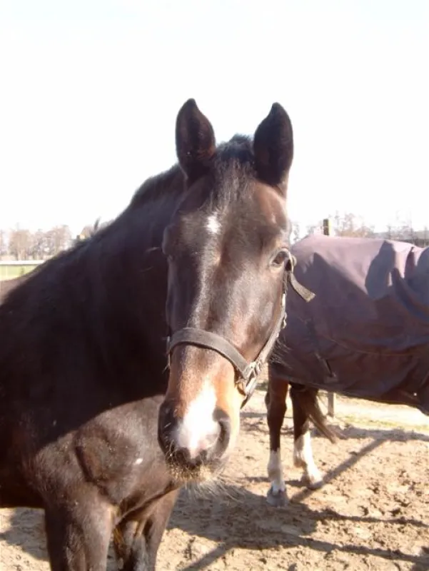 Minicamping de Wolvenhoeve