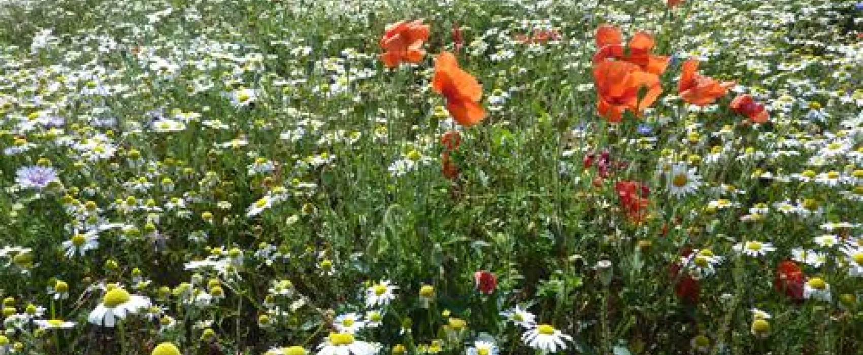 Regenbogen Nonnevitz