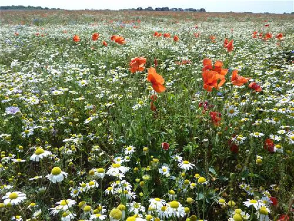 Regenbogen Nonnevitz