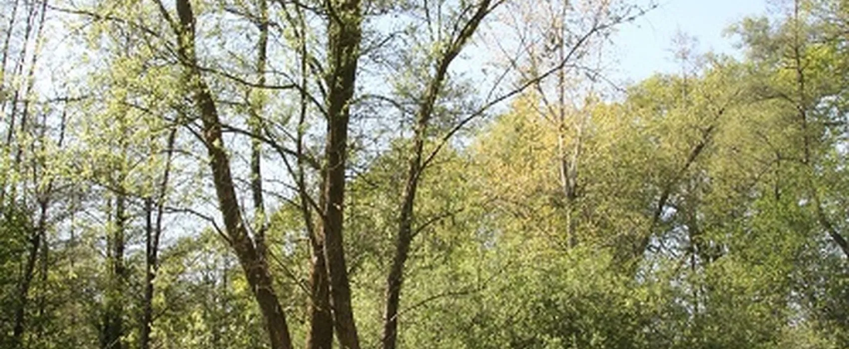 Minicamping Het Brook