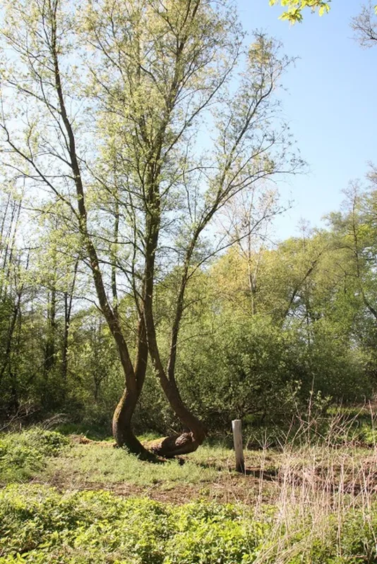 Minicamping Het Brook