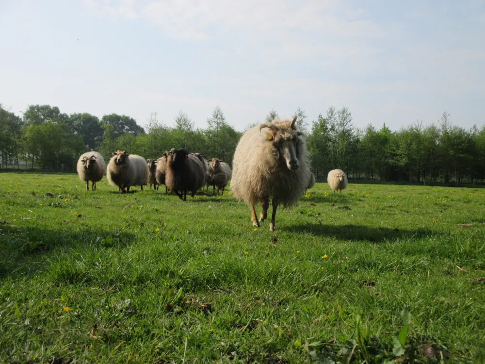 Erfgoed De Boemerang