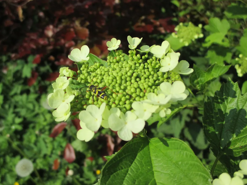 Erfgoed De Boemerang