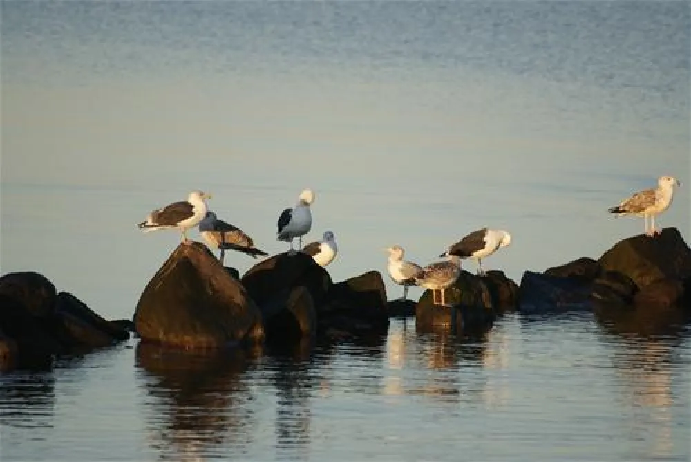 Skaven Strand Camping