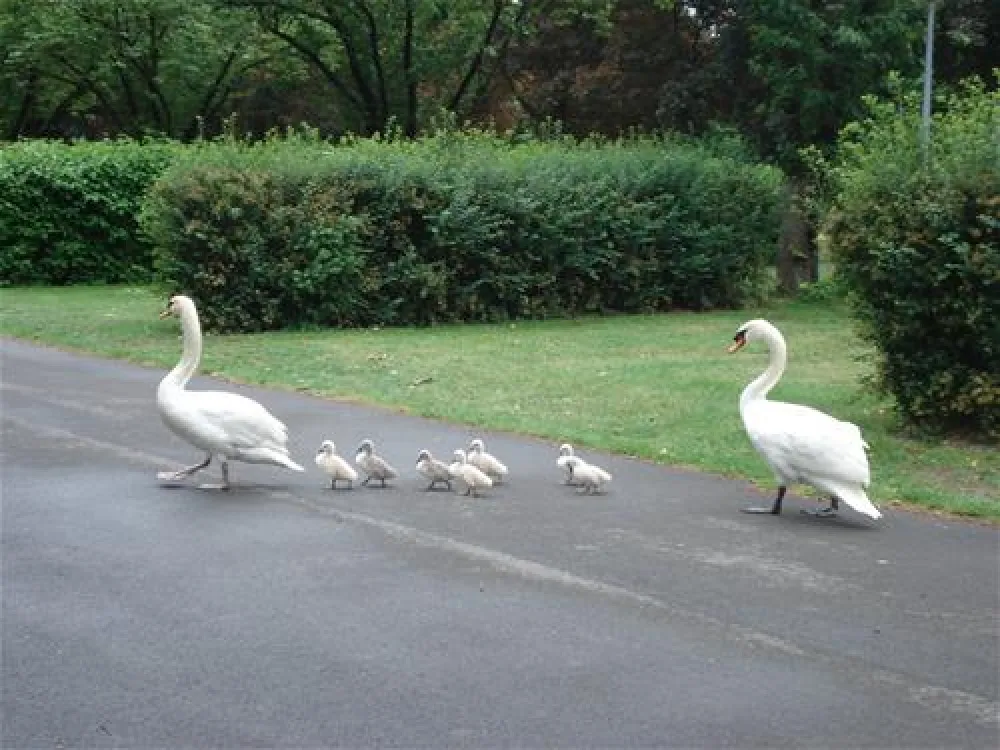 Camping Municipal EPERNAY