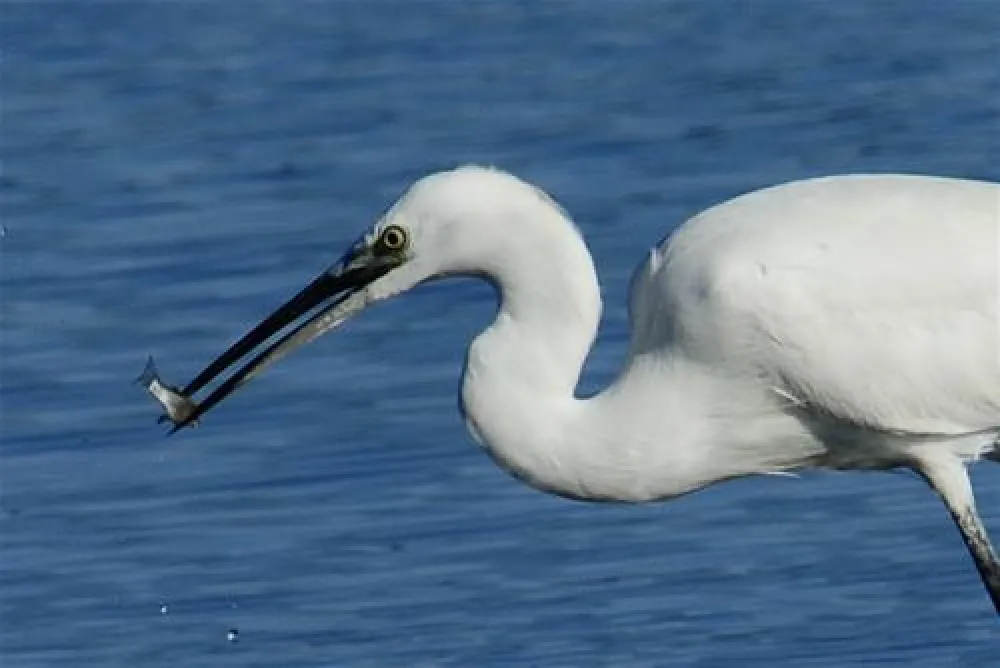 Camping Cabo De Gata