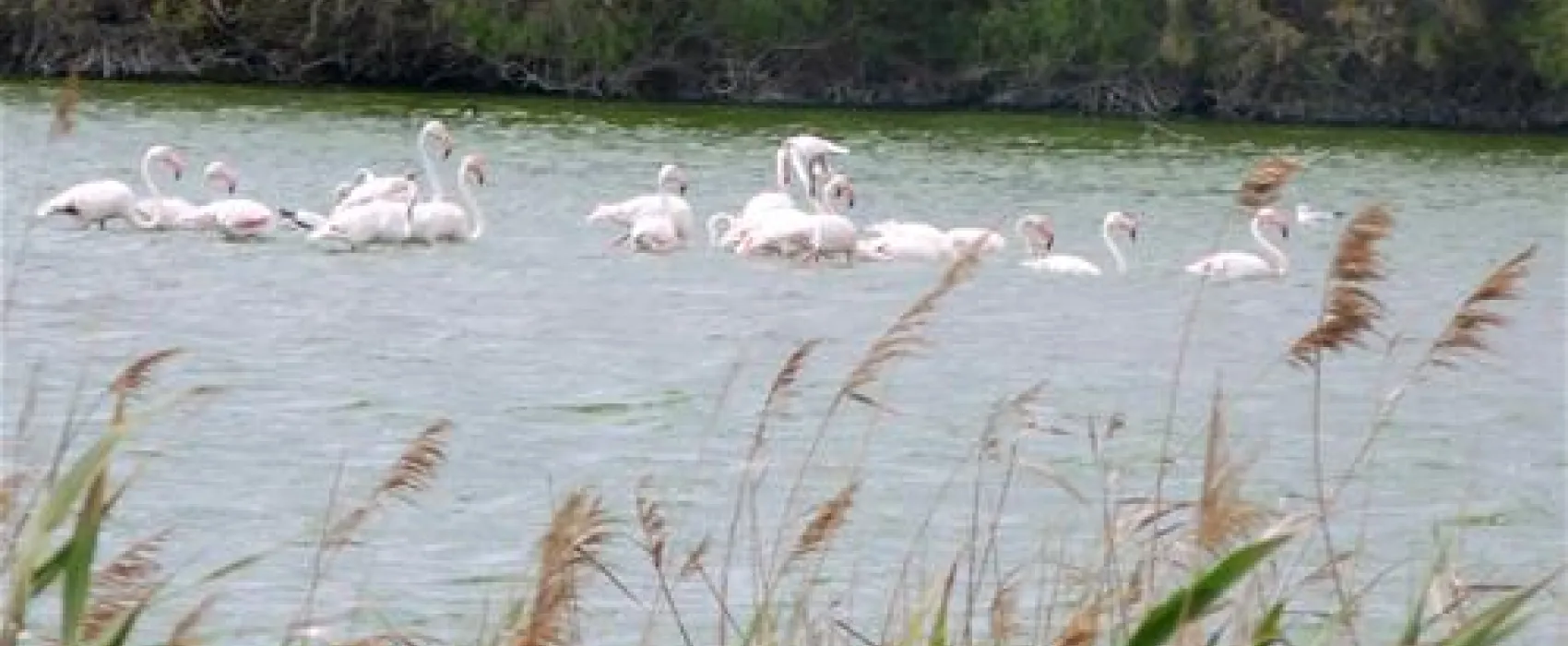 Camping Cabo De Gata