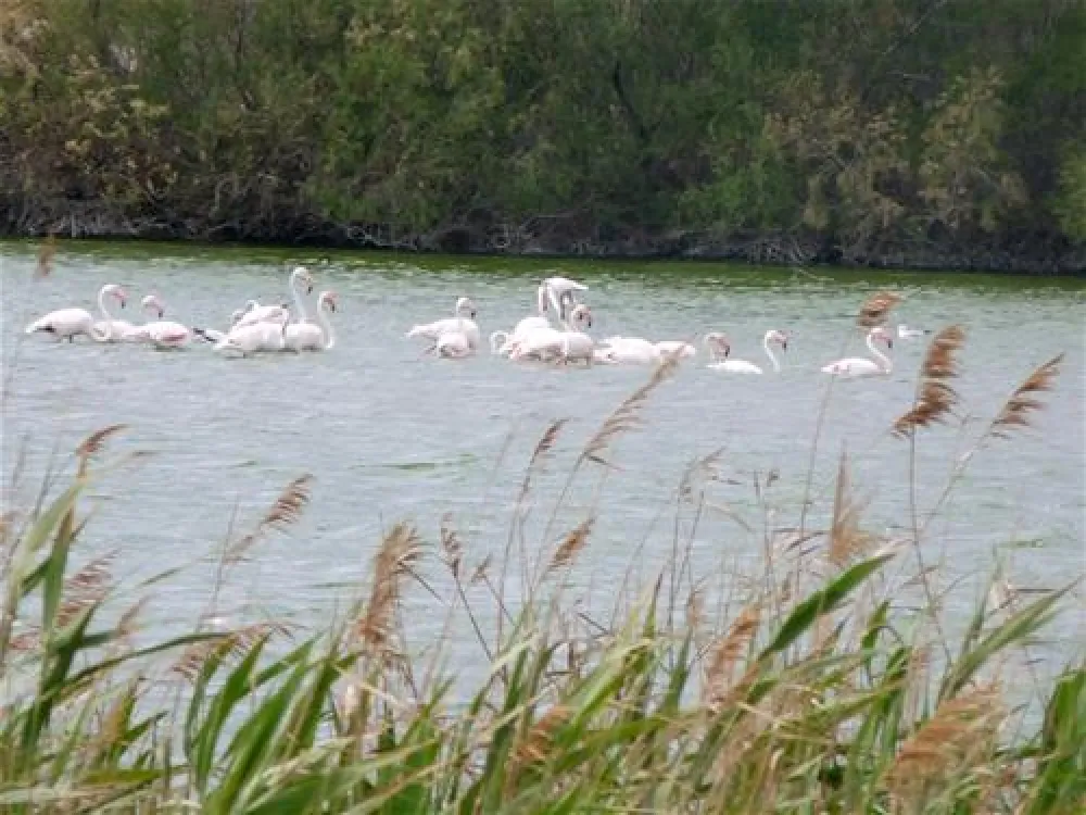 Camping Cabo De Gata